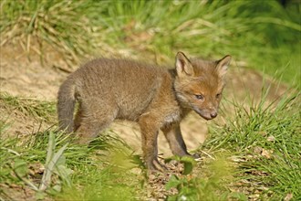 Red fox (Vulpes vulpes), A single, attentive fox cub stands in a meadow in the countryside