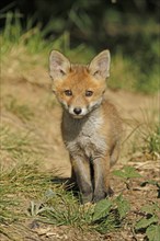 Red fox (Vulpes vulpes), A fox cub stands on a path and looks curiously