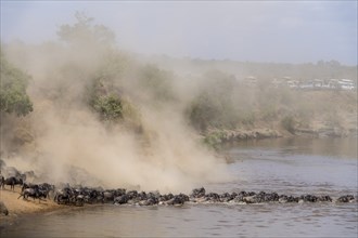 Africa, Wildebeest migration in Kenya, Masai Mara, Wildebeest herd crosses river