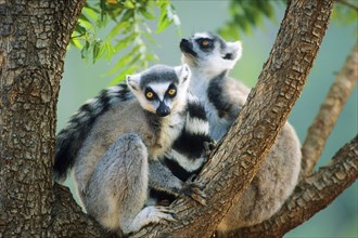 Crown sifaka, Madagascar, Coquerels crown sifaka, Prophitecus verreauxi coquereli, Madagascar,