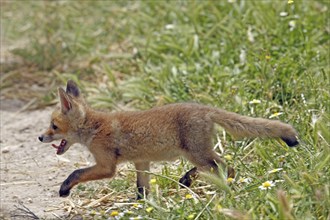 Red fox (Vulpes vulpes), young fox