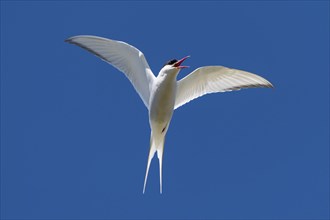 Arctic Arctic Tern (Sterna paradisea) in flight, Reykjanes, Iceland, Europe