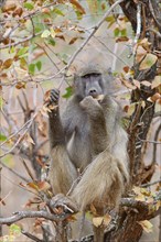 Chacma baboon (Papio ursinus), adult monkey sitting on a branch, feeding on leaves, looking at