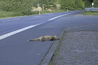 Red fox (Vulpes vulpes), A dead fox lying on the tarmac by the roadside