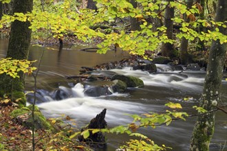 River Skaeran in autumn in the Söderasen National Park, Skane, Scania, Sweden, Europe