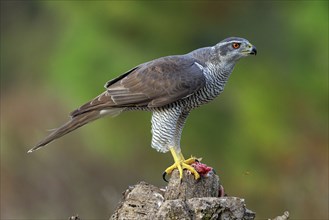 Northern northern goshawk (Accipiter gentilis), Autour des palombes, Hides De Calera / Goshawk