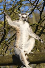 Ring-tailed lemur (Lemur catta) sitting in a tree, occurrence Madagascar, captive, North