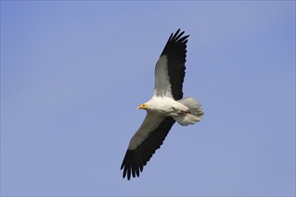 Egyptian Vulture (Neophron percnopterus) flying, Provence, South of France