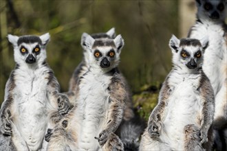 Ring-tailed lemur (Lemur catta), sunbathing, France, Europe