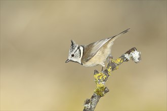 Crested Tit (Lophophanes cristatus), sitting on a branch covered with lichen, North