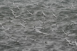 Long exposure, Arctic terns (Sterna paradisea) in flight, Iceland, Europe