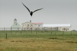 Farm with church, Arctic tern, Strandir, Ãrnes, Westfjords, Iceland, Europe