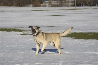 Kangal, Anatolian guard dog in the snow, AllgÃ¤u, Bavaria, Germany, Europe