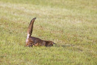 Hunting red fox (Vulpes vulpes) pouncing on mouse, vole prey in freshly mowed meadow, cut grassland