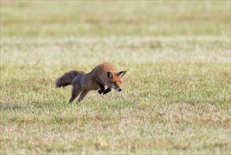 Red fox (Vulpes vulpes) hunting mice, voles by leaping through the air and pouncing upon the rodent