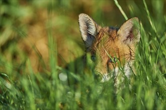 Red fox (Vulpes vulpes), young animal in meadow, portrait, Hesse, Germany, Europe