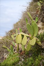 Pear cactus (Opuntia) growing on a beach near Tarragona, Catalonia, Spain, Europe