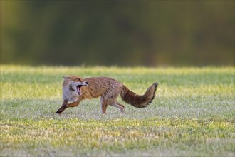 Solitary red fox (Vulpes vulpes) running through freshly mowed meadow, cut grassland while calling