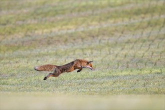 Red fox (Vulpes vulpes) hunting mice, voles by leaping through the air and pouncing upon the rodent