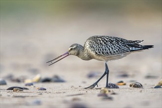 Bar-tailed Godwit (Limosa lapponica), bird feeding on the beach at low tide