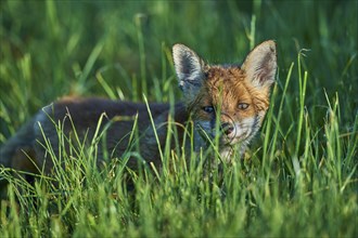 Red fox (Vulpes vulpes), young in meadow, morning dew, Hesse, Germany, Europe