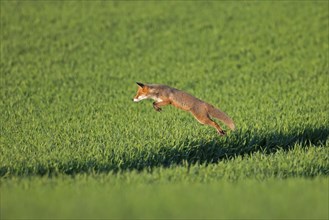 Red fox (Vulpes vulpes) hunting mice, voles by leaping through the air and pouncing upon the rodent