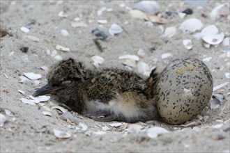 Eurasian oystercatcher (Haematopus ostralegus), jumper, young bird and egg in clutch on the beach,