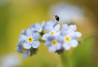 Blue flowers of the forget-me-not (Myosotis) with a small black beetle, Bavaria, Germany, Europe