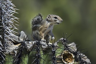 Harris antelope squirrel (Ammospermophilus harrisii) on Saguaro (Carnegiea gigantea) cactus, native