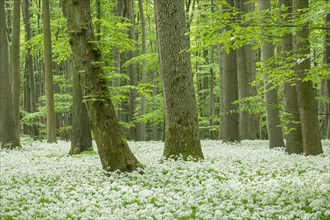 Deciduous forest with flowering ramson (Allium ursinum), Hainich National Park, Thuringia, Germany,