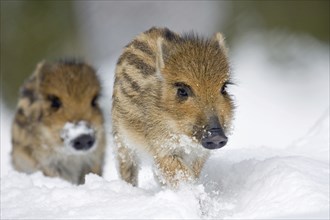 Young boars (Sus scrofa) running in the snow, captive, Germany, Europe