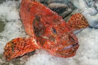 Red scorpionfish (Scorpaena scrofa), fish market, market hall Mercado dos Lavradores, Funchal,