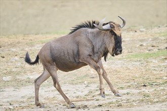 Blue wildebeest (Connochaetes taurinus) running in the dessert, captive, distribution Africa