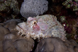 Fringed dragonhead (Scorpaenopsis oxycephala), St Johns Caves dive site, Saint Johns Reef, Red Sea,