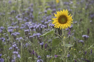 Sunflower (Helianthus annuus) and bee friend (Phacelia tanacetifolia), Emsland, Lower Saxony,