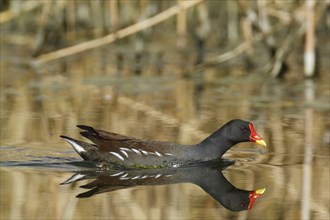 Common moorhen (Gallinula chloropus), animal swimming in water, study in biotope, Lower Saxony