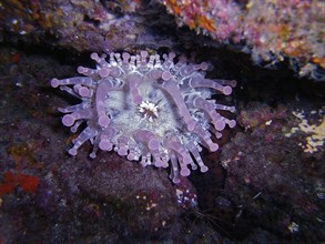 Club-tipped anemone (Telmatactis cricoides), dive site El Cabron Marine Reserve, Arinaga, Gran