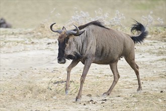 Blue wildebeest (Connochaetes taurinus) running in the dessert, captive, distribution Africa