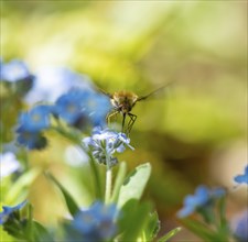 Bee fly (Bombyliidae) sitting on blue flowers of the forget-me-not (Myosotis), Bavaria, Germany,