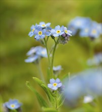 Blue flowers of the forget-me-not (Myosotis), Bavaria, Germany, Europe