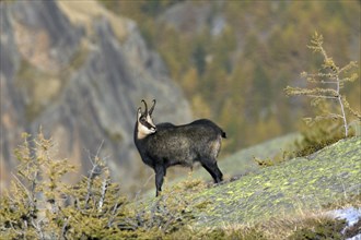 Chamois (Rupicapra rupicapra) on rock ridge in the Alps in autumn, Gran Paradiso National Park,