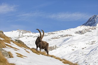 Alpine ibex (Capra ibex) male foraging in the snow in winter in the Gran Paradiso National Park,