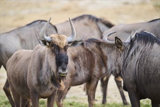 Blue wildebeest (Connochaetes taurinus) standing in the dessert, captive, distribution Africa