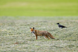 Solitary red fox (Vulpes vulpes) hunting in freshly mowed meadow, cut grassland, followed by hooded