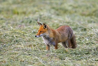 Solitary red fox (Vulpes vulpes) hunting mice in freshly mowed meadow, cut grassland in summer