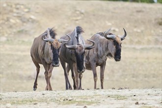 Blue wildebeest (Connochaetes taurinus) standing in the dessert, captive, distribution Africa