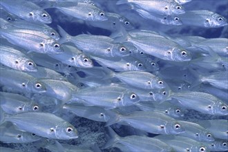 Shoal of fish, shoal, group of arctic seabream (Pagellus acarne), dive site El Cabron Marine