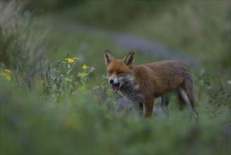 Red fox (Vulpes vulpes) adult animal yawning amongst summer wild flowers in grassland, Essex,