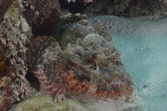 Fringed dragonhead (Scorpaenopsis oxycephala), Marsa Shona reef dive site, Egypt, Red Sea, Africa