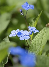 Blue flowers of the forget-me-not (Myosotis), Bavaria, Germany, Europe